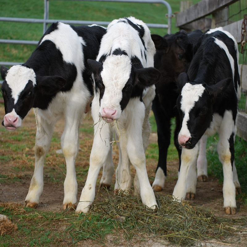 Granja de animales